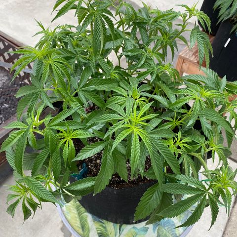 Cherry Pie  growlog photo: Day 1 of flowering