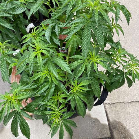 Cherry Pie  growlog photo: Day 1 of flowering