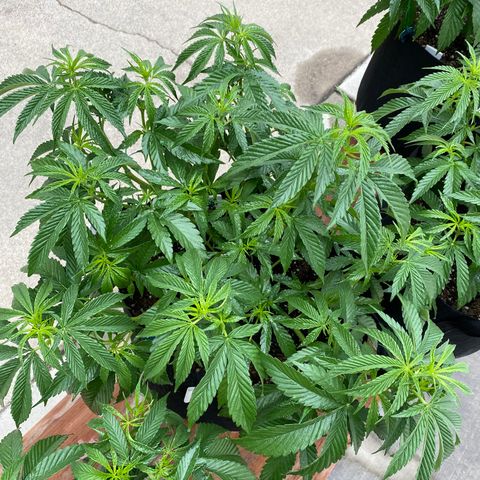 Cherry Pie  growlog photo: Day 1 of flowering