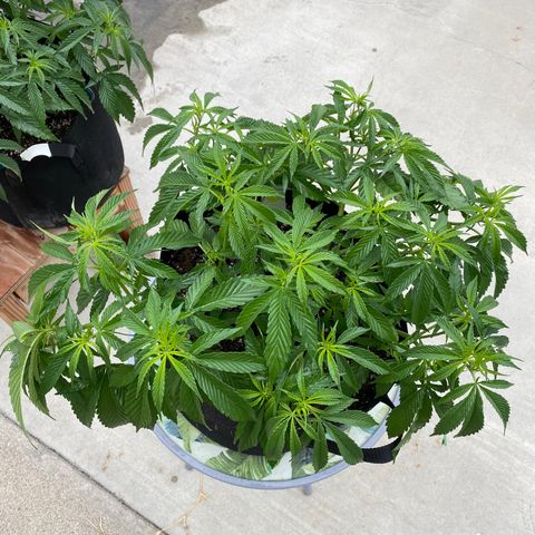 Cherry Pie  growlog photo: Day 1 of flowering