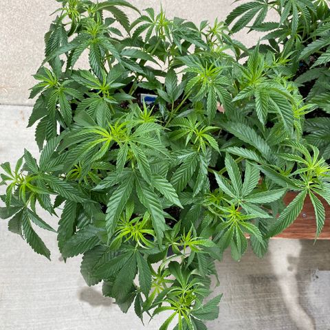 Cherry Pie  growlog photo: Day 1 of flowering