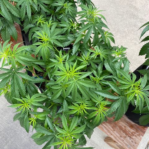 Cherry Pie  growlog photo: Day 1 of flowering