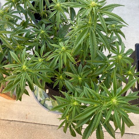 Cherry Pie  growlog timeline photo