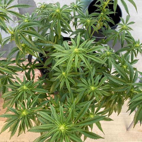 Cherry Pie  growlog timeline photo