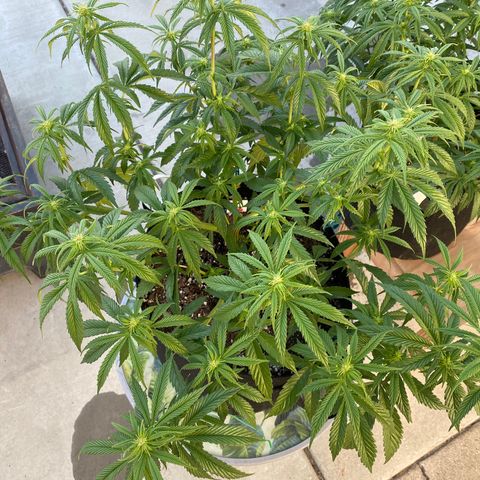 Cherry Pie  growlog timeline photo