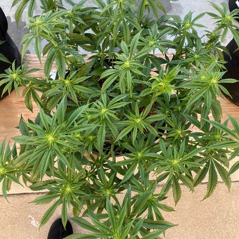 Cherry Pie  growlog timeline photo