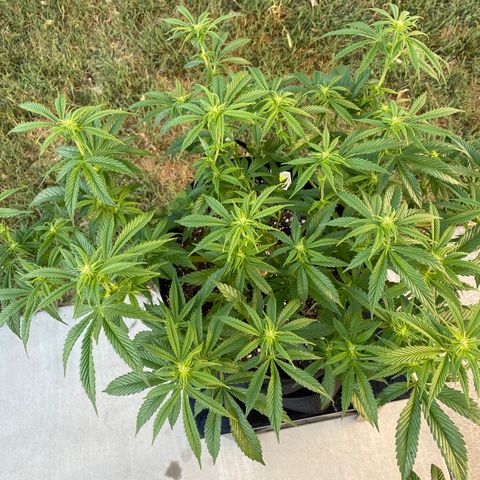 Cherry Pie  growlog timeline photo
