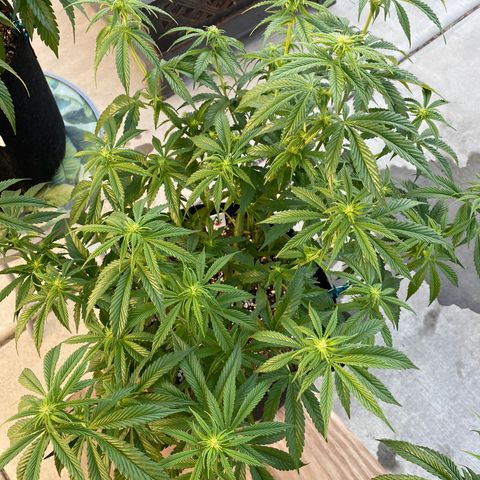 Cherry Pie  growlog timeline photo