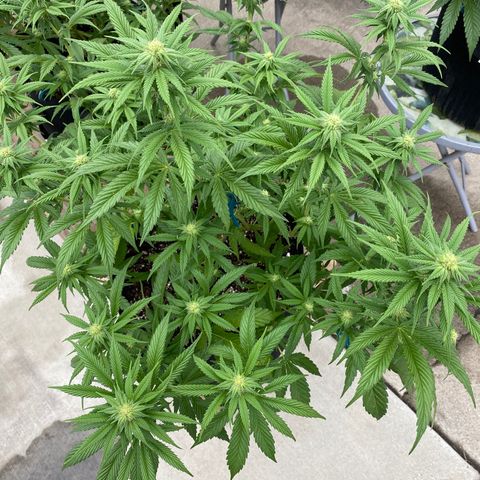 Cherry Pie  growlog timeline photo