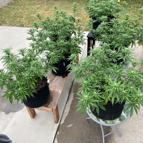 Cherry Pie  growlog timeline photo