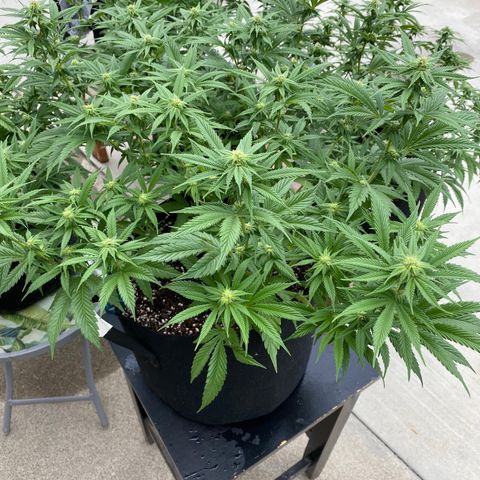 Cherry Pie  growlog timeline photo
