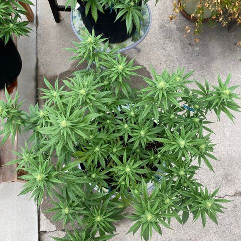 Cherry Pie  growlog timeline photo