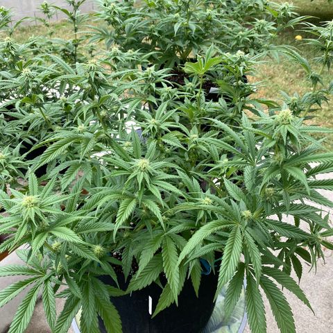 Cherry Pie  growlog timeline photo