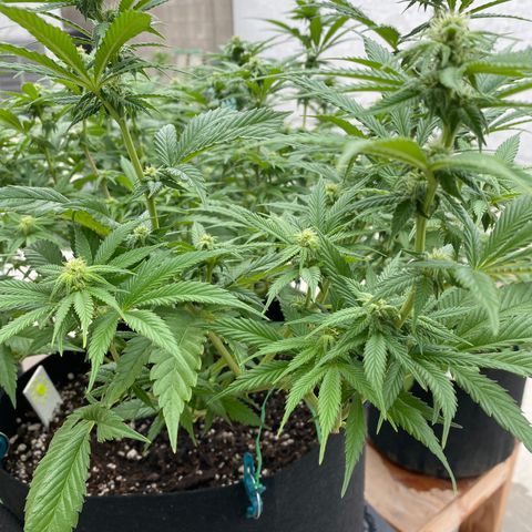 Cherry Pie  growlog timeline photo