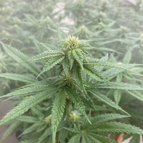 Cherry Pie  growlog timeline photo