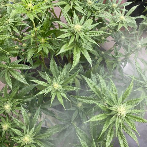 Cherry Pie  growlog timeline photo
