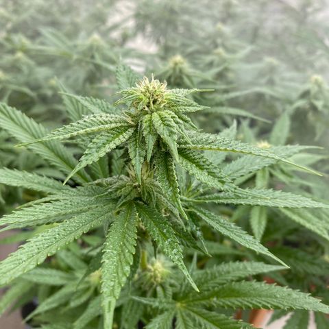Cherry Pie  growlog timeline photo