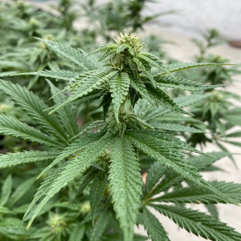 Cherry Pie  growlog timeline photo