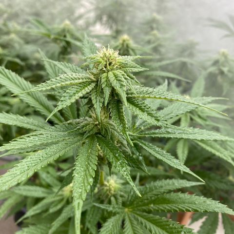 Cherry Pie  growlog timeline photo
