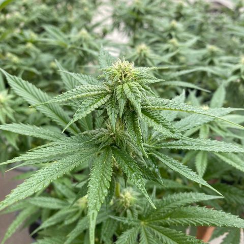 Cherry Pie  growlog timeline photo