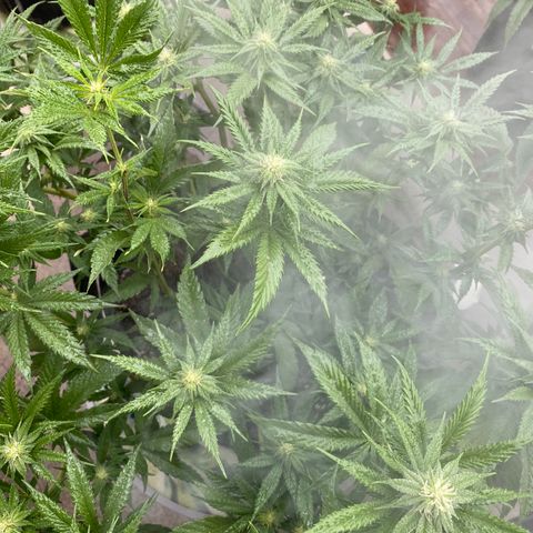 Cherry Pie  growlog timeline photo