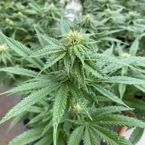 Cherry Pie  growlog timeline photo