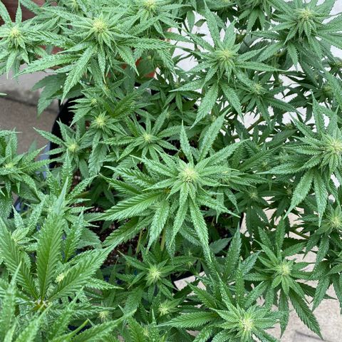 Cherry Pie  growlog timeline photo
