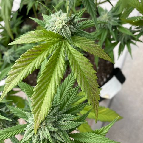 Cherry Pie  growlog photo: First signs of fade. 