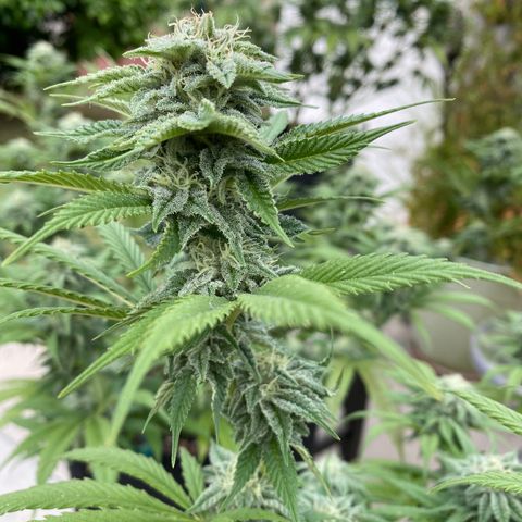 Cherry Pie  growlog photo: First signs of fade. 