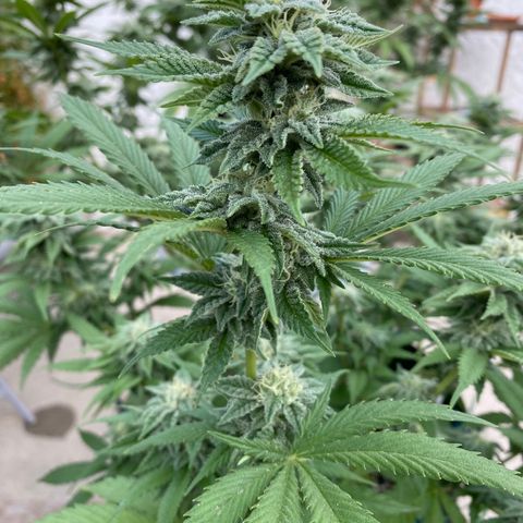 Cherry Pie  growlog photo: First signs of fade. 