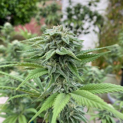 Cherry Pie  growlog photo: First signs of fade. 