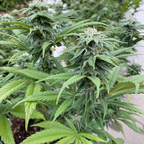 Cherry Pie  growlog photo: First signs of fade. 