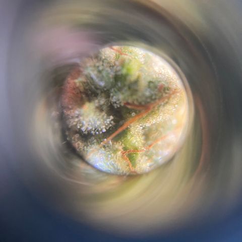 Cherry Pie  growlog timeline photo