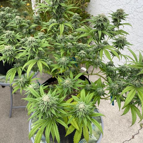 Cherry Pie  growlog timeline photo