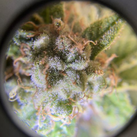 Cherry Pie  growlog timeline photo