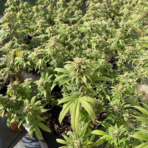 Cherry Pie  growlog timeline photo