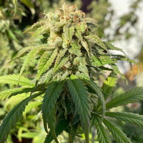 Cherry Pie  growlog timeline photo