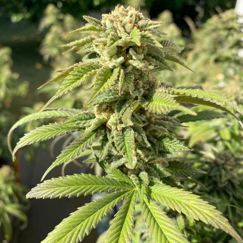Cherry Pie  growlog timeline photo