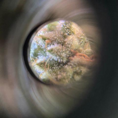 Cherry Pie  growlog timeline photo