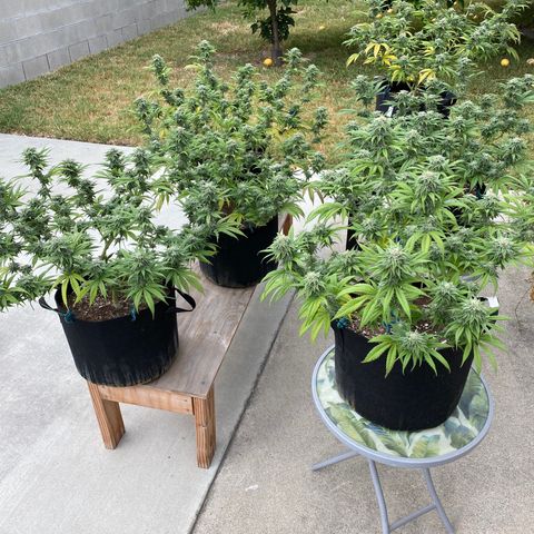 Cherry Pie  growlog timeline photo