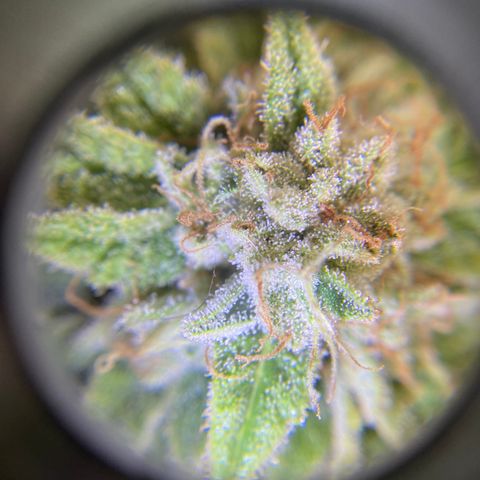 Cherry Pie  growlog timeline photo