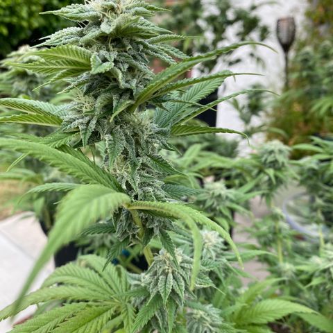 Cherry Pie  growlog photo: First signs of fade. 