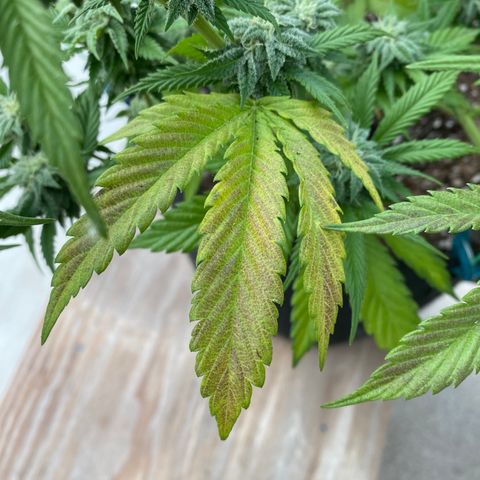 Cherry Pie  growlog photo: First signs of fade. 