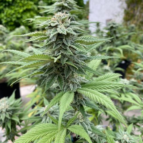 Cherry Pie  growlog timeline photo