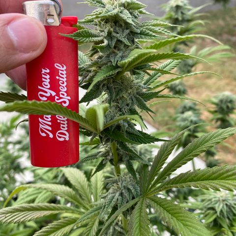 Cherry Pie  growlog photo: First signs of fade. 