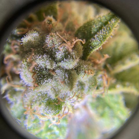 Cherry Pie  growlog timeline photo