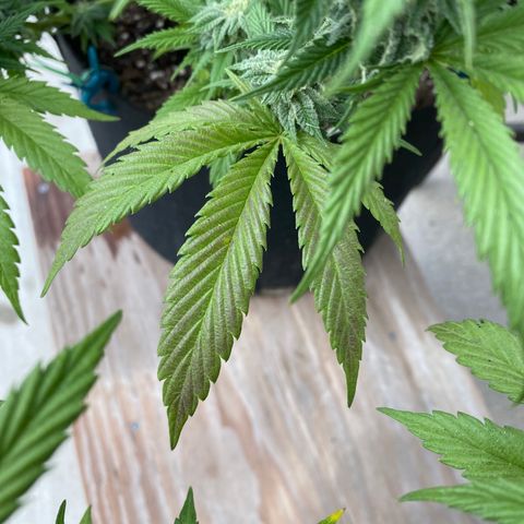 Cherry Pie  growlog photo: First signs of fade. 
