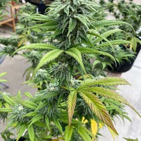Cherry Pie  growlog timeline photo