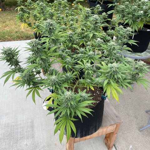Cherry Pie  growlog timeline photo