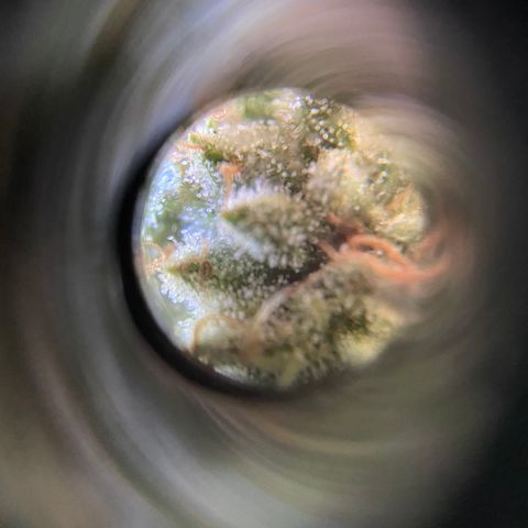 Cherry Pie  growlog timeline photo